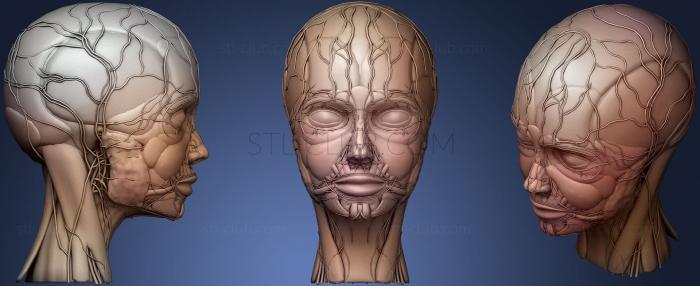 3D модель Анатомия человеческого лица (STL)